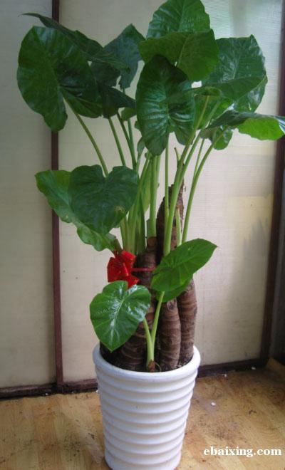 镇宁路长宁区镇宁路绿植花卉植物租赁植物租摆养护室内 镇宁路长宁区镇宁路绿植花卉植物租赁植物租摆养护室内