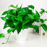 淞虹路北新泾-北新泾-花卉-绿植花卉植物租赁-租摆养护
