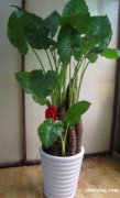 镇宁路长宁区镇宁路绿植花卉植物租赁植物租摆养护室内 镇宁路长宁区镇宁路绿植花卉植物租赁植物租摆养护室内