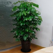 黄浦区人民广场花卉绿植植物租赁植物租摆养护黄浦区