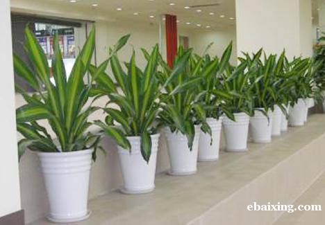 绿植租摆绿植养护绿化设计普陀区金沙江路真北路真南路志丹路普陀 绿植租摆绿植养护绿化设计普陀区金沙江路真北路真南路志丹路普陀