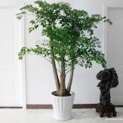 绿植花卉租赁 办公绿化超低价格优质服务长宁区普陀区徐汇区闵行