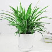 办公室花卉租赁 商务楼酒店宾馆植物租摆 绿植养护北新泾古北路