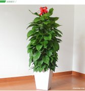 北路家乐福植物租赁租摆花卉园林古北路虹桥路绿植花卉租赁租摆