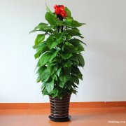 上海绿植花卉租摆租赁办公司别墅园室内外绿化养护长宁区闵行区