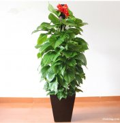 徐汇区卢湾区浦东普陀长宁区闵行绿植物租摆租赁花卉租赁