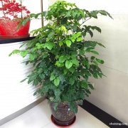 徐汇区卢湾区浦东普陀长宁区闵行绿植物租摆租赁花卉租赁
