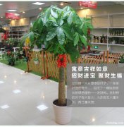 办公室写字楼单位会议室商务楼绿植租摆新客户欢迎来长宁区闵行区