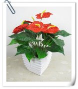 肇嘉浜路绿植绿萝植物租摆租赁养护肇嘉浜路花卉租摆花卉绿植植物 肇嘉浜路绿植绿萝植物租摆租赁养护肇嘉浜路花卉租摆花卉绿植植物