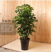 绿植租摆绿植养护绿化设计普陀区金沙江路真北路真南路志丹路普陀