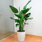 徐汇区绿植/鲜花速递送花订花斜土路徐汇区鲜花绿植植物租摆租赁