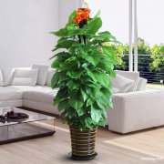 徐泾沪青平公路绿植盆栽室内养护植物租赁租摆青浦区绿植花卉租赁
