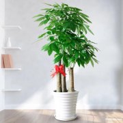 上海室内外绿植租赁花卉盆景租摆绿植绿化养护黄浦区人民广场