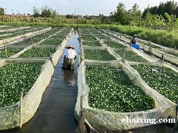 如何养好水蛭水蛭价格多少钱水产混养 如何养好水蛭水蛭价格多少钱水产混养