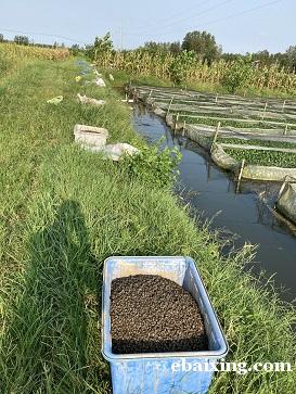 蚂蟥种苗水蛭价格多少钱水蛭养殖前景 蚂蟥种苗水蛭价格多少钱水蛭养殖前景