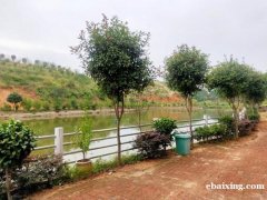长沙农家乐旅游,采摘桔子好去处,桔子熟了快来鑫旺源采摘吧 长沙农家乐旅游,采摘桔子好去处,桔子熟了快来鑫旺源采摘吧