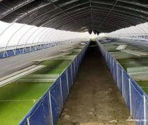 水蛭养殖种苗供应高价回收