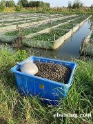 水蛭养殖种苗供应高价回收