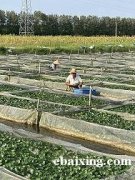 水蛭怎么养殖水蛭养殖技术大全螺蛳养殖